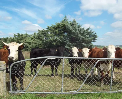 Field fence
