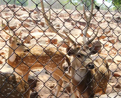Chain link fence